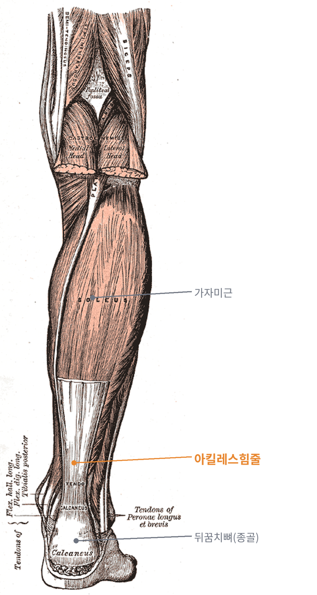 종아리 근육에서 아킬레스힘줄을 거쳐 뒤꿈치뼈로 이어지는 뒤쪽 다리 해부 그림