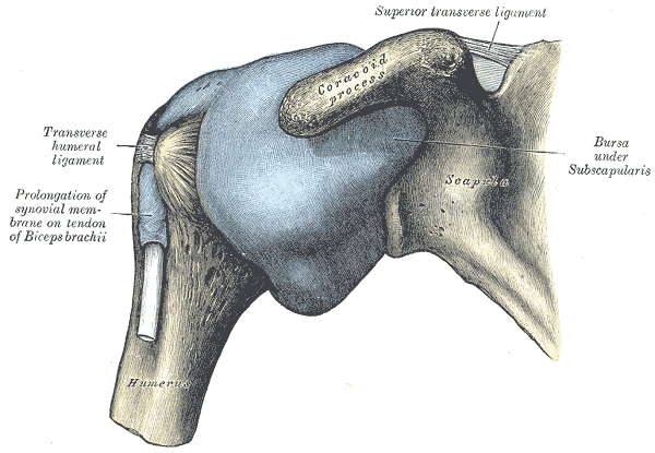 어깨관절 관절낭을 부풀려 앞에서 본 해부도. 오구돌기(Coracoid process) 아래로 부푼 관절낭이 있고, 왼쪽 팔뼈 위쪽에서 가로상완인대(Transverse humeral ligament) 아래를 지나 내려오는 흰 이두근 힘줄을 윤활막이 소매처럼 감싸고 있다(Prolongation of synovial membrane on tendon of Biceps brachii)
