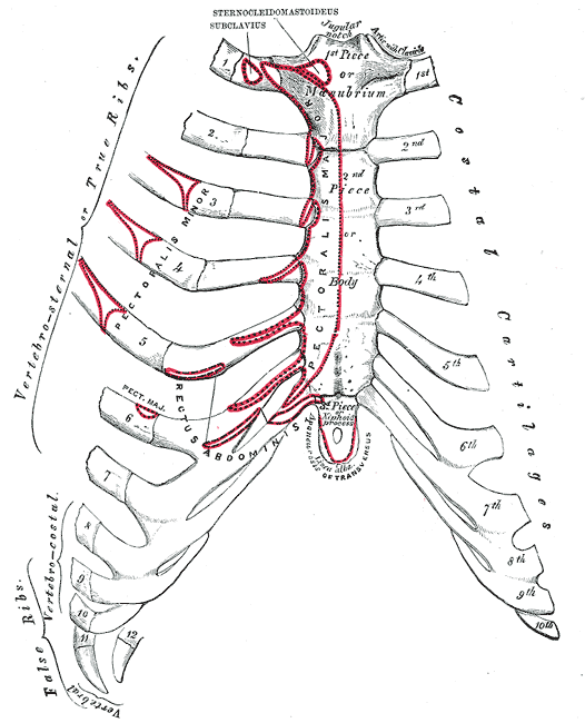 Gray's Anatomy 그림 115 - 앞에서 본 가슴뼈(Manubrium, Body, Xiphoid process)와 양쪽 갈비뼈, 가슴뼈와 갈비뼈 사이를 잇는 늑연골(Costal cartilages), 1번부터 10번까지 번호가 붙은 갈비뼈, 가슴뼈 앞면에 붉은 선으로 표시된 대흉근(Pectoralis major) 부착 자리