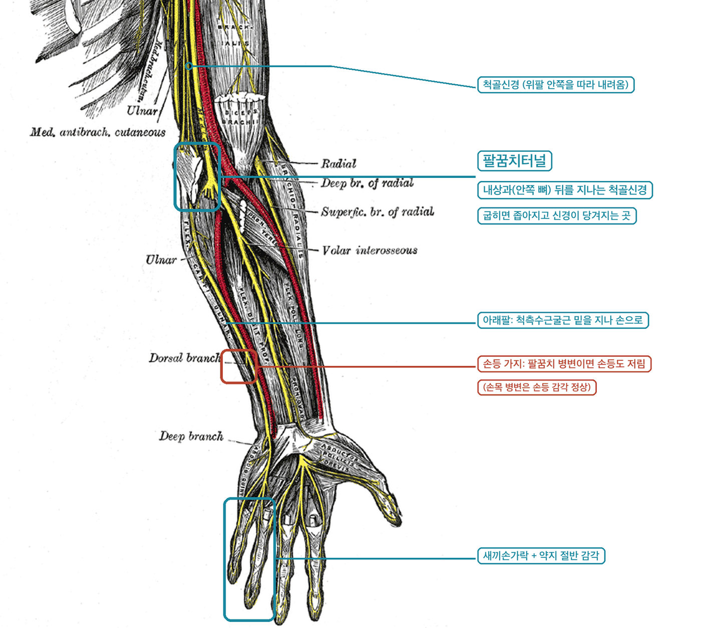 Gray's Anatomy 왼팔 신경 도해 - 위팔 안쪽을 내려와 내상과 뒤 팔꿈치터널을 지나는 척골신경 주행과 손목 위에서 갈라지는 손등 가지 표시