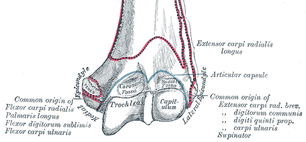 위팔뼈 아래쪽 끝을 앞에서 본 해부 그림 - 왼쪽의 Medial Epicondyle에 원회내근(Pronator teres) 부착 자리가 표시되어 있고, 요측수근굴근·장장근·천지굴근·척측수근굴근의 공통 기시부(Common origin)라는 라벨이 붙어 있다. 오른쪽 Lateral Epicondyle에는 손목·손가락 신전근의 공통 기시부 라벨이 있다
