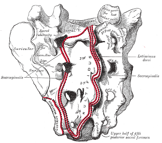 천골(엉치뼈)을 뒤에서 본 해부 그림. 위쪽 가운데에 Sacral canal(천골관) 입구가 열려 있고, 아래쪽 끝에 Cornu(천골각) 두 개가 마주 보며 그 사이가 트여 있다. 옆으로 후천골공(posterior sacral foramen)들이 줄지어 있고, Multifidus·Sacrospinalis·Gluteus maximus·Latissimus dorsi 부착 자리가 붉은 점선으로 표시되어 있다