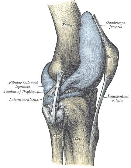 무릎 관절을 바깥쪽에서 본 해부 그림. 위쪽 Femur(허벅지뼈)와 아래쪽 Tibia(정강이뼈)·Fibula(종아리뼈) 사이에 관절주머니가 부풀려진 채 푸른색으로 표시되어 있고, 앞쪽에 Patella(무릎뼈)와 Ligamentum patellae(무릎힘줄), 뒤쪽에 Fibular collateral ligament(바깥 곁인대)·Tendon of Popliteus·Lateral meniscus(바깥 반월상연골)가 영문 라벨로 적혀 있다