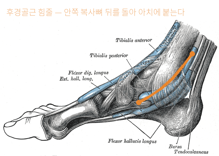 발 안쪽면 해부도. 후경골근 힘줄이 안쪽 복사뼈 뒤를 지나 주상골에 붙는 경로를 주황색 선으로 표시했다