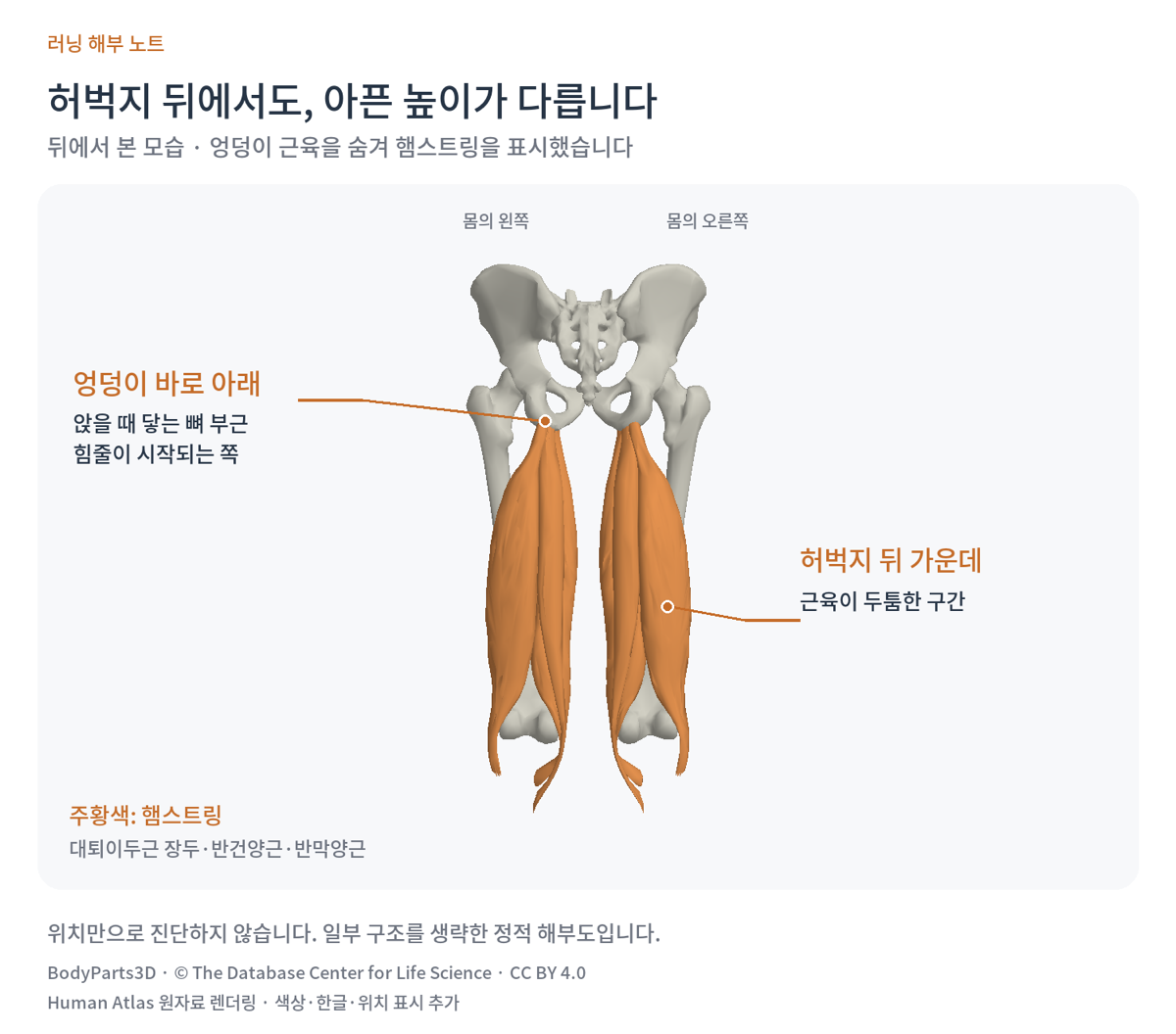 뒤에서 본 골반과 햄스트링 해부도. 엉덩이 바로 아래 힘줄이 시작되는 자리와 허벅지 뒤 가운데를 구분해 표시했다.