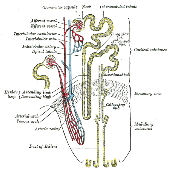 네프론(신장의 기본 단위) 모식도 - 위쪽에 사구체 주머니(Glomerular capsule)와 굽은 세뇨관(1st convoluted tubule), 가운데에 헨레 고리(Henle's loop), 아래쪽에 모으는 관(Collecting tub., Duct of Bellini)이 그려져 있고 붉은색 동맥과 푸른색 정맥이 세뇨관을 둘러싼다