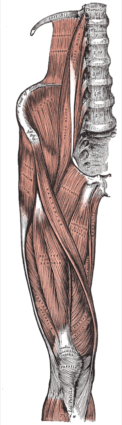 허벅지 앞쪽 근육 해부 그림 - 골반과 요추 앞에서 무릎까지, 가운데 RECTUS FEMORIS, 바깥쪽 VASTUS LATERALIS, 안쪽 VASTUS MEDIALIS, 비스듬히 가로지르는 SARTORIUS, 무릎뼈 위의 Tendon of quadriceps femoris가 그려져 있다