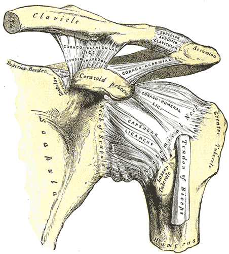 어깨를 앞에서 본 인대 그림 - 쇄골(Clavicle) 끝과 견봉(Acromion)이 맞닿는 견쇄관절, 오훼돌기(Coracoid process)에서 견봉으로 이어지는 오훼견봉인대(Coraco-acromial lig.)가 위팔뼈 머리 위를 가로지르고, 그 아래로 관절낭(Capsular ligament), 큰결절(Greater tubercle), 이두근 힘줄(Tendon of biceps)이 보인다