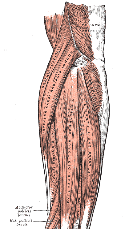 아래팔을 뒤(손등 쪽)에서 본 얕은 근육 해부 그림. 팔꿈치 바깥쪽의 Lateral epicondyle 표시 아래로 Extensor carpi radialis longus, Extensor carpi radialis brevis, Extensor digitorum communis, Extensor carpi ulnaris가 손목 쪽으로 뻗어 있고, 바깥쪽에 Brachio-radialis, 팔꿈치 뒤쪽에 Anconaeus와 Triceps brachii가 보인다
