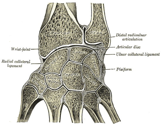 손목을 세로로 자른 단면 그림. 위쪽에 요골(Radius)과 척골(Ulna)이, 아래쪽에 손목뼈들이 있고, 척골 끝과 월상골(Lunate)·삼각골(Triquetrum) 사이에 삼각형 연골판(Articular disc)이, 그 위 두 뼈 사이에 원위 요척관절(Distal radioulnar articulation)이, 바깥쪽에 척측 측부인대(Ulnar collateral ligament)와 두상골(Pisiform)이 표시되어 있다