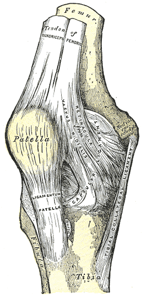 오른쪽 무릎을 앞에서 본 해부 그림. 위에서 대퇴사두근 힘줄(Tendon of Quadriceps femoris)이 내려와 무릎뼈(Patella)에 붙고, 무릎뼈 아래에서 슬개건(Ligamentum patellae)이 시작해 정강뼈(Tibia) 쪽으로 내려간다. 무릎뼈 안쪽 옆으로 내측광근(Vastus medialis)과 관절낭, 안쪽 곁인대(Tibial collateral ligament)가 보인다