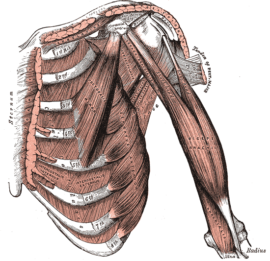 가슴 앞과 오른팔 앞쪽 근육을 그린 해부도. 어깨 쪽에 오구돌기(Coracoid proc.)가 있고, 여기서 단두(Short head)가 내려온다. 그 바깥쪽으로 장두(Long head)의 가는 힘줄이 위팔뼈 머리 위를 넘어 어깨 관절 쪽으로 올라간다. 두 갈래가 합쳐진 이두근(Biceps brachii) 아래쪽 팔꿈치 부근에 상완근(Brachialis)이 보이고, 맨 아래에 노뼈(Radius)와 자뼈(Ulna)가 있다
