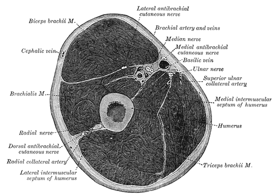 위팔을 가로로 자른 단면 해부도. 가운데에 위팔뼈(Humerus)가 있고, 그 앞쪽 위에 이두근(Biceps brachii M.)이, 이두근과 위팔뼈 사이에 상완근(Brachialis M.)이 있다. 뒤쪽 절반은 삼두근(Triceps brachii M.)이 차지하고, 근육 사이로 정중신경(Median nerve)·척골신경(Ulnar nerve)·요골신경(Radial nerve)과 혈관이 지나간다