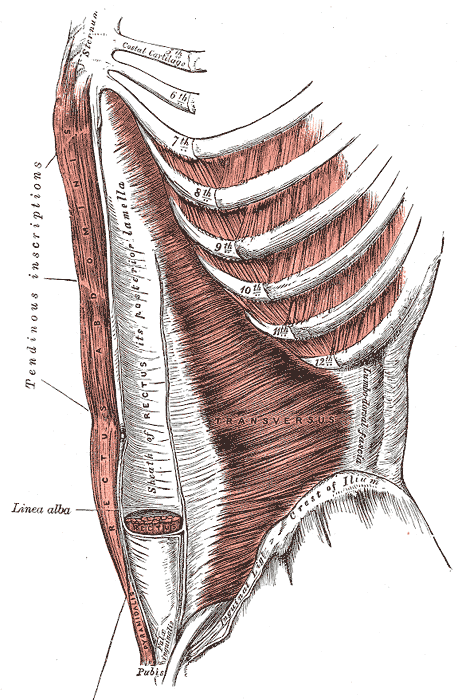 배 앞쪽을 비스듬히 본 해부도. 왼쪽 가장자리에 세로로 긴 복직근(Rectus abdominis)이 위로는 갈비연골 쪽, 아래로는 치골(Pubis)까지 이어지고, 근육을 가로지르는 건획(Tendinous inscriptions)이 표시돼 있다. 복직근 옆에는 복직근집 뒤판(Sheath of rectus, posterior lamella)과 백선(Linea alba)이, 가운데에는 가로결의 복횡근(Transversus)이 7~12번 갈비뼈와 장골능(Crest of ilium) 사이에 보인다
