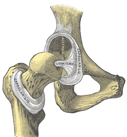 골반의 비구(Acetabulum)에서 허벅지뼈 머리를 빼내 앞에서 본 해부도. 비구 가장자리를 테두리처럼 두른 관절순(Cotyloid lig.)과 비구 안에서 대퇴골두로 이어지는 원인대(Ligam. teres), 잘라 낸 관절주머니(Capsular lig.)가 보이고, 왼쪽 아래에 대퇴골두와 가느다란 경부가 있다