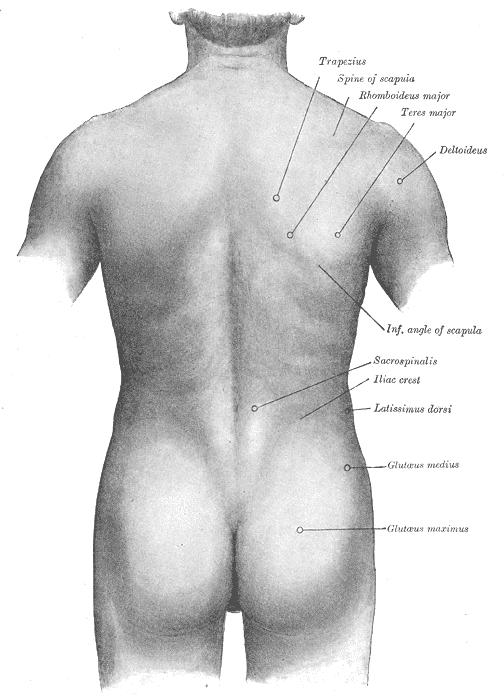 등과 엉덩이를 뒤에서 본 체표 그림. 위쪽에 승모근(Trapezius), 어깨뼈가시(Spine of scapula), 삼각근(Deltoideus), 광배근(Latissimus dorsi)이, 허리 쪽에 척추기립근(Sacrospinalis)과 엉덩뼈능선(Iliac crest)이 표시돼 있고, 그 아래 엉덩이 위 바깥쪽에 중둔근(Glutaeus medius), 엉덩이의 둥근 부분에 대둔근(Glutaeus maximus)이 표시돼 있다