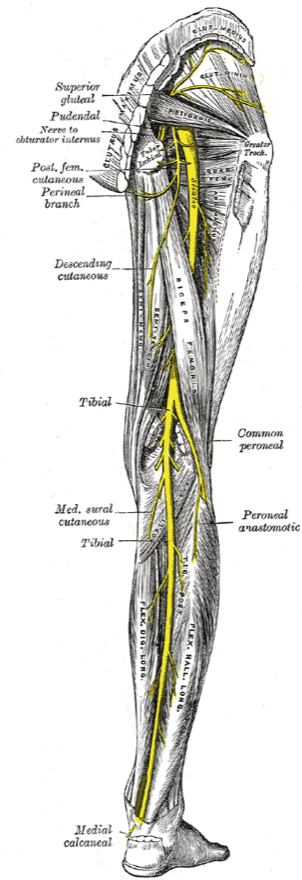 오른쪽 다리를 뒤에서 본 해부도. 엉덩이 깊은 곳의 이상근(Piriformis) 아래로 굵은 좌골신경(Sciatic)이 나와 궁둥뼈 결절(Tuber ischii)과 넙다리뼈 큰돌기(Greater Troch.) 사이를 지나 허벅지 뒤 가운데로 내려간다. 무릎 뒤에서 정강신경(Tibial)과 온종아리신경(Common peroneal)으로 갈라져 종아리와 발까지 이어진다