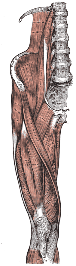 오른쪽 골반과 허벅지를 앞에서 본 해부도. 허리뼈 옆으로 대요근(Psoas major)과 장골근(Iliacus)이 내려오고, 허벅지 가운데에 대퇴직근(Rectus femoris), 바깥쪽에 외측광근(Vastus lateralis), 안쪽 아래에 내측광근(Vastus medialis)이 있으며 이들이 대퇴사두근 힘줄로 모여 무릎뼈(Patella)에 붙는다. 허벅지를 비스듬히 가로지르는 봉공근(Sartorius)과 안쪽의 장내전근(Adductor longus), 박근(Gracilis)도 보인다
