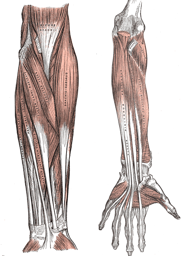 왼쪽은 아래팔 앞면의 겉층 근육 해부도로, 위쪽에 이두근(Biceps brachii)의 힘줄이 팔꿈치 앞 가운데로 내려가고 양옆에 원회내근(Pronator teres), 완요골근(Brachio-radialis), 척측수근굴근(Flexor carpi ulnaris) 라벨이 보인다. 오른쪽은 깊은 층 해부도로, 팔꿈치 바로 아래 요골에 잘린 이두근 힘줄(Biceps)이 붙은 자리와 그 옆 회외근(Supinator), 척골에 붙은 상완근(Brachialis) 자리가 보인다