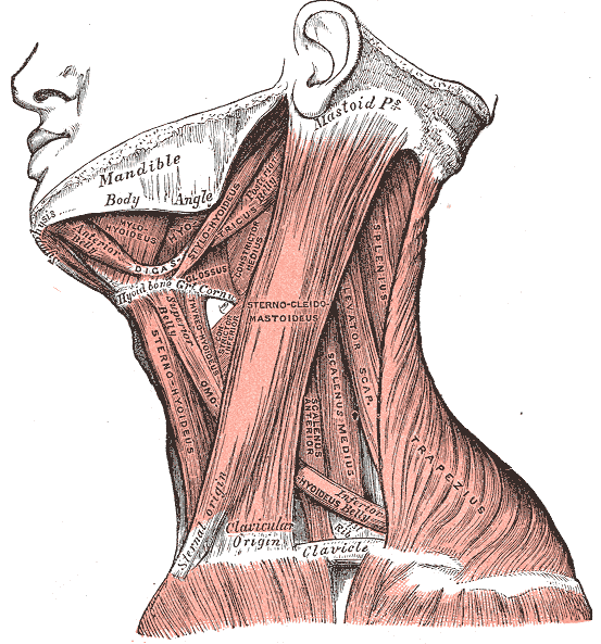 얼굴이 그림 왼쪽을 향하도록 목을 옆에서 본 근육 해부도. 귀 뒤 꼭지돌기(Mastoid Pr.)에서 쇄골(Clavicle)로 비스듬히 내려오는 흉쇄유돌근(Sterno-cleido-mastoideus), 목 뒤쪽을 덮는 승모근(Trapezius), 그 사이에 견갑거근(Levator scap.), 판상근(Splenius), 중간·앞목갈비근(Scalenus medius, Scalenus anterior)이 보인다