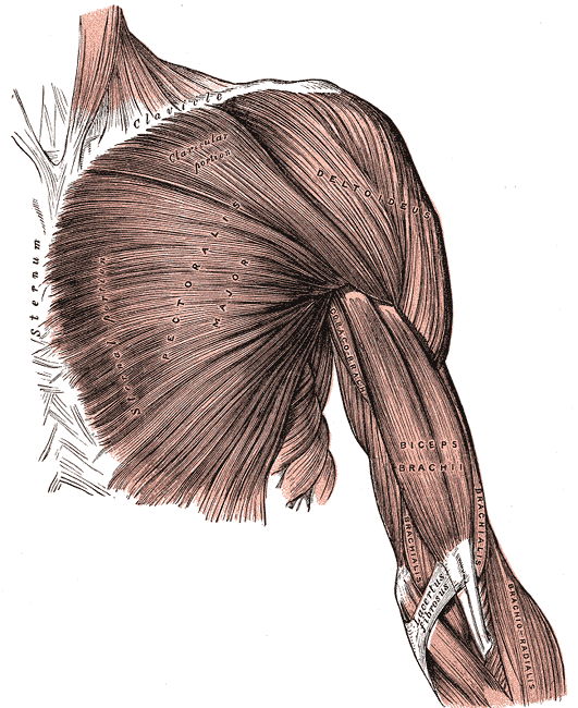 앞에서 본 오른쪽 가슴과 위팔의 표층 근육. 빗장뼈(Clavicle)와 복장뼈(Sternum)에서 시작한 대흉근(PECTORALIS MAJOR) 섬유가 부채꼴로 모여 삼각근(DELTOIDEUS) 아래로 들어가며 위팔로 향한다. 위팔에는 이두근(BICEPS BRACHII)과 오훼완근(CORACO-BRACHIALIS)이 보인다