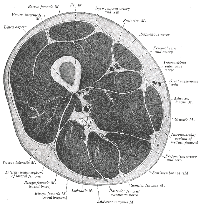 허벅지 가운데를 가로로 자른 단면 해부도. 가운데에 허벅지뼈(Femur) 단면이 있고, 맨 위 피부 쪽에 대퇴직근(Rectus femoris M.)이 타원형으로 놓여 있다. 그 아래에서 허벅지뼈 앞쪽을 감싸는 근육에 중간광근(Vastus intermedius M.) 라벨이 붙어 있고, 왼쪽 바깥에 외측광근(Vastus lateralis M.)이 크게 자리한다. 오른쪽 위에 봉공근(Sartorius M.), 아래쪽에 햄스트링과 대내전근이 보인다