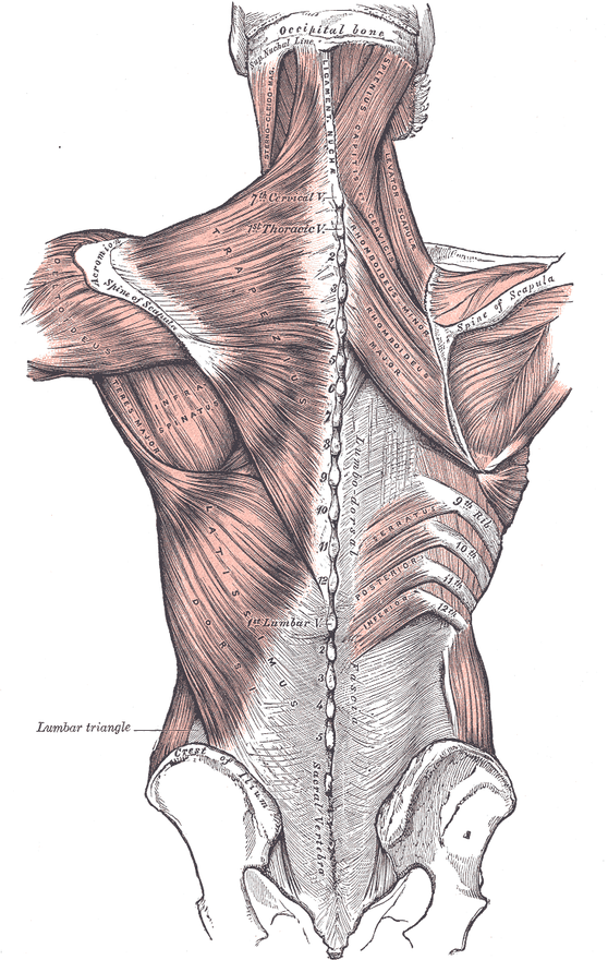 등 근육을 뒤에서 본 해부도. 그림의 왼쪽 절반에는 목과 등을 덮은 승모근(Trapezius)과 그 아래 광배근(Latissimus dorsi)이 보이고, 오른쪽 절반은 승모근을 걷어 내어 목에서 날개뼈 위쪽 모서리로 내려가는 견갑거근(Levator scapulae)과 척추에서 날개뼈 안쪽 모서리로 비스듬히 이어지는 작은 능형근(Rhomboideus minor)·큰 능형근(Rhomboideus major), 날개뼈 가시(Spine of scapula)가 보인다