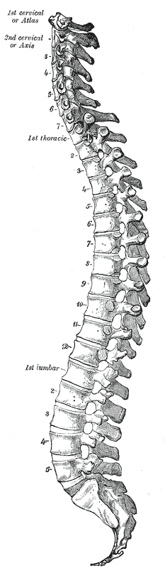 척추 전체를 옆에서 본 해부도. 위에서부터 1번 목뼈(Atlas)와 2번 목뼈(Axis), 7개의 목뼈, 1번 등뼈(1st thoracic)부터 12개의 등뼈, 1번 허리뼈(1st lumbar)부터 5개의 허리뼈, 그 아래 엉치뼈와 꼬리뼈가 이어진다. 목과 허리는 앞으로, 등과 엉치는 뒤로 휘어 있다