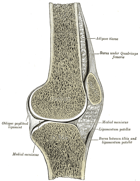 오른쪽 무릎을 앞뒤로 자른 단면 해부도. 위에 허벅지뼈(Femur), 아래에 정강뼈(Tibia), 앞쪽에 무릎뼈(Patella)가 있고 무릎뼈 아래로 슬개건(Ligamentum patellae)이 정강뼈에 붙는다. 두 뼈 사이에 반월판(Medial meniscus)이 보인다
