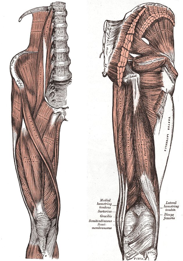 허벅지 해부도 두 장. 왼쪽은 앞에서 본 모습으로 대퇴직근(Rectus femoris)과 내측·외측광근, 그 안쪽의 내전근들과 장요근이 보인다. 오른쪽은 뒤에서 본 모습으로 대둔근을 잘라 젖혀 중둔근과 깊은 외회전근이 드러나 있고, 아래로 대내전근과 햄스트링(대퇴이두근·반건양근·반막양근)이 무릎 뒤까지 내려간다