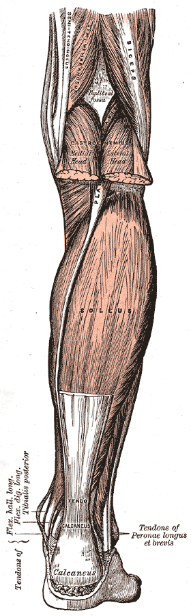 종아리를 뒤에서 본 해부도. 위쪽 오금(Popliteal fossa) 아래에 비복근의 안쪽 갈래와 바깥 갈래(Gastrocnemius, Medial head·Lateral head)가 잘려 젖혀져 있고, 그 아래로 가자미근(Soleus)이 넓게 보인다. 종아리 아래쪽에서 붉은 근육이 흰 띠 모양의 발꿈치힘줄(Tendo calcaneus)로 바뀌어 발꿈치뼈(Calcaneus)에 붙는다
