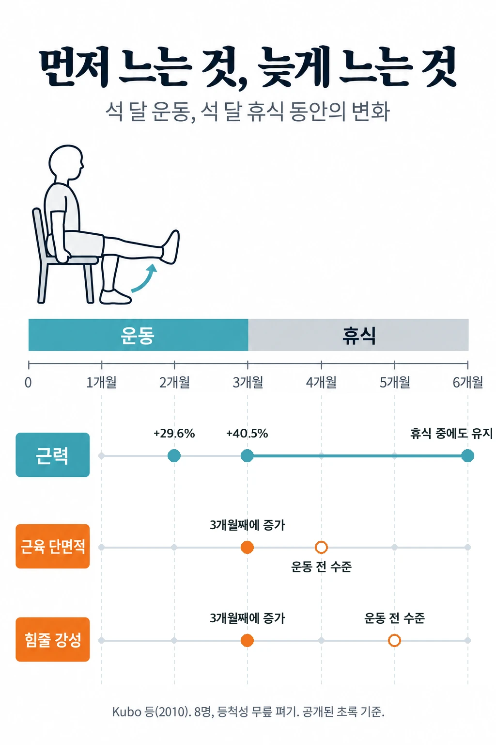 석 달 운동하고 석 달 쉰 동안의 변화를 가로 시간표로 그린 그림. 근력은 두 달째에 29.6%, 석 달째에 40.5% 늘었고 운동을 멈춘 뒤에도 유지됐다. 근육 단면적과 힘줄 강성은 석 달째에야 의미 있게 늘었고, 운동을 멈추자 근육 단면적은 한 달 만에, 힘줄 강성은 두 달 만에 운동 전 수준으로 돌아갔다.